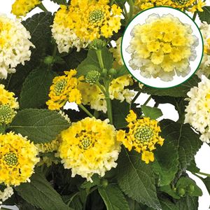 Bild von Lantana P12 Lemon glow